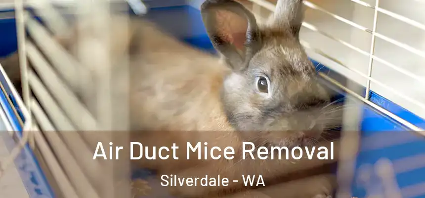  Air Duct Mice Removal Silverdale - WA